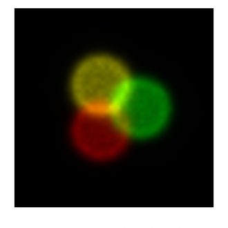 Homogenized laser light after passing through a laser light diffuser